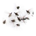Ahogada Hormiga común pavo real