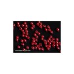 Bolas tungsteno plus Rojo anodizado