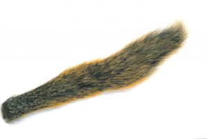 Cola de ardilla Fox