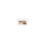 CDC Baetis natural